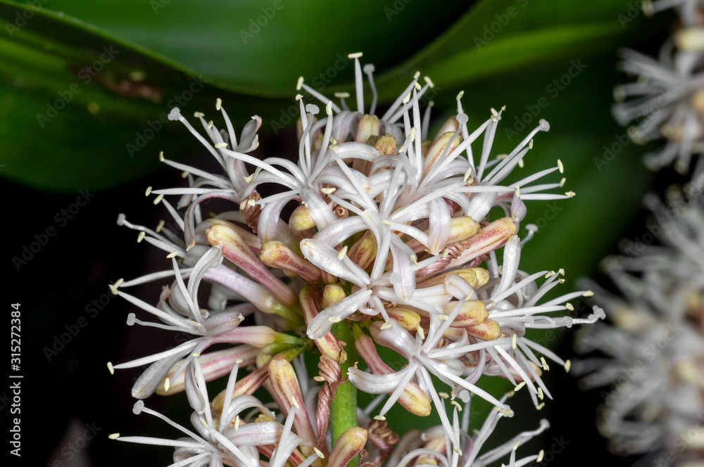 Macro Photo of Group of Corn Plant Flowers Isolated on Background Macro Photo of Group of Corn Plant Flowers Isolated on Background