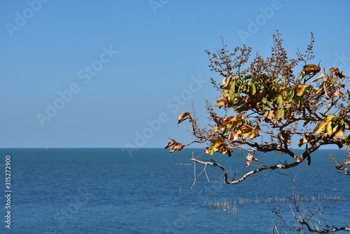 tree on the beach