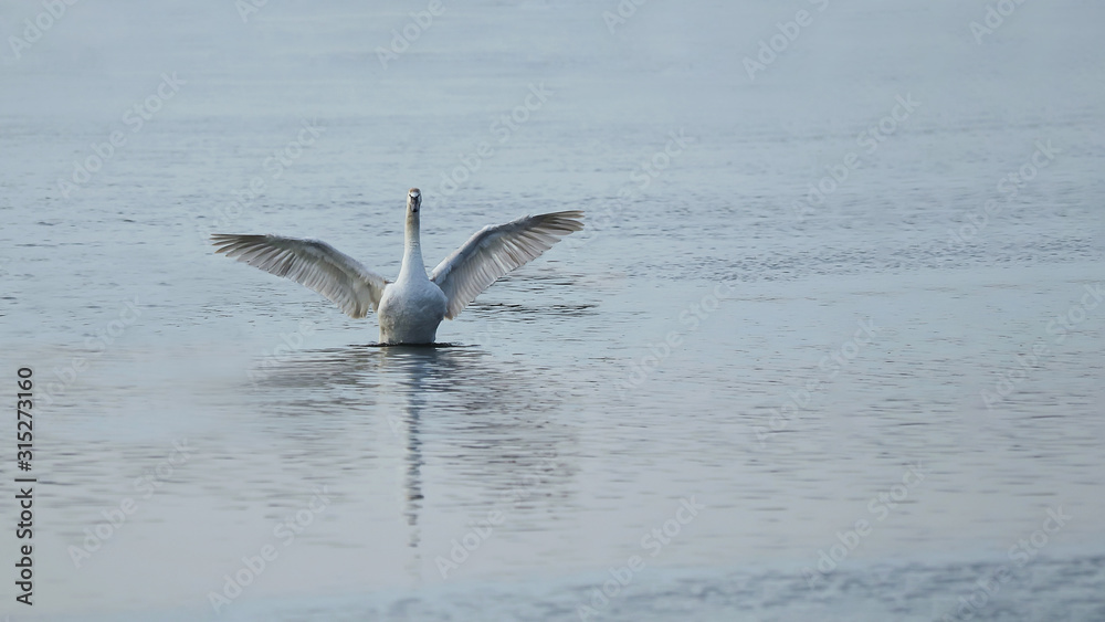 white and gray swans swimming on the water surface. white and gray swans swimming on the water surface.