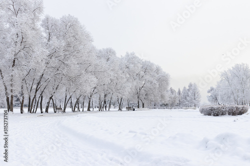 Beautiful winter landscape - trees and bushes covered with snow