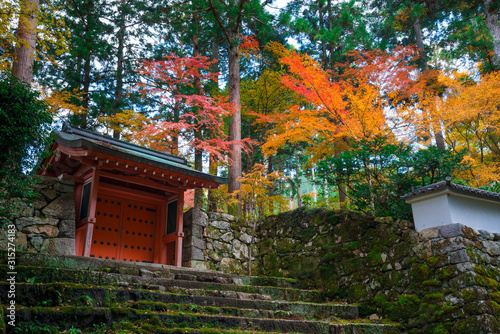 京都 大原 三千院の朱雀門と紅葉
