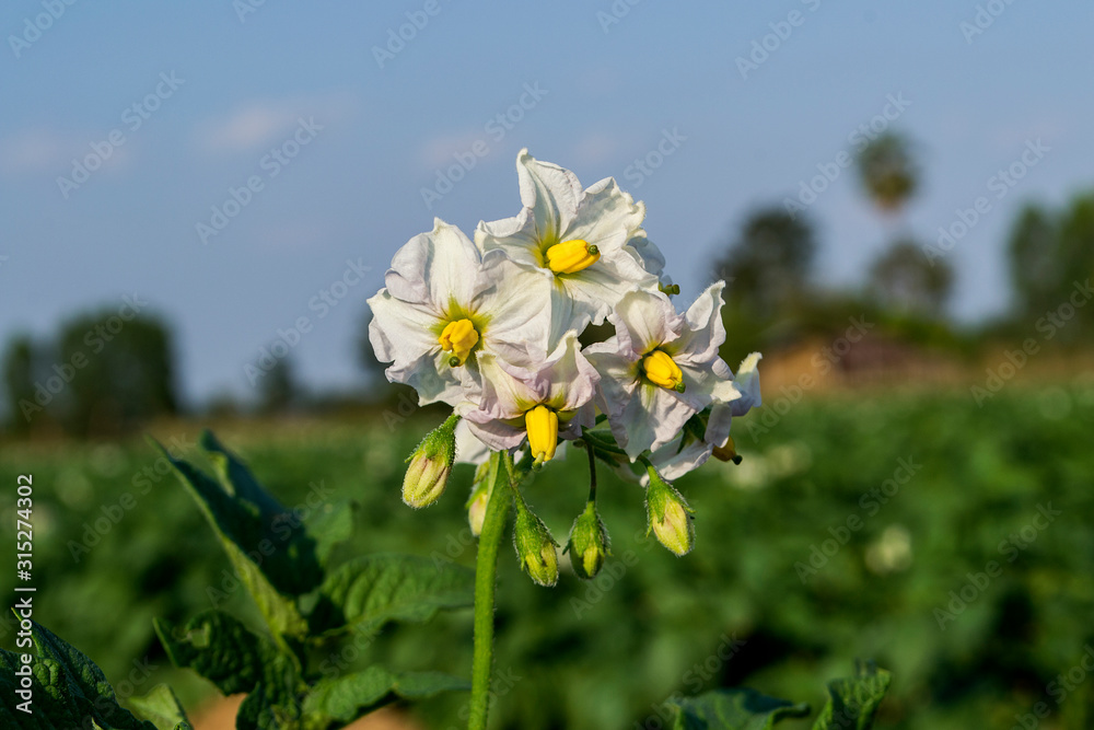 Obraz premium Potato flowers, Fresh organic potato fields in thailand.