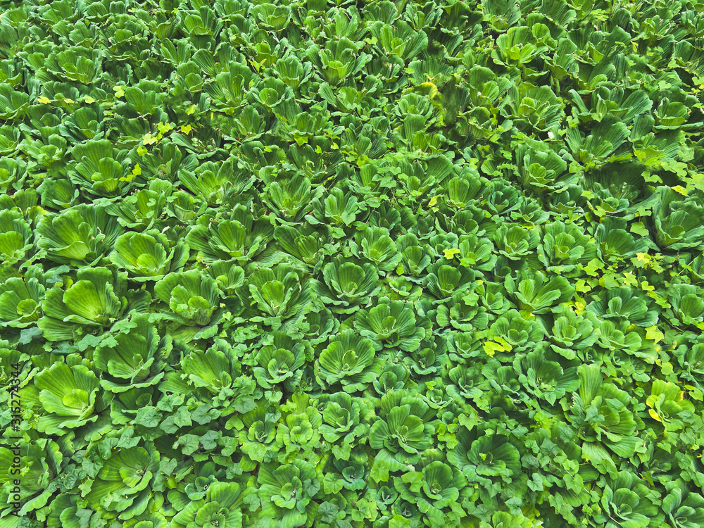 Water Lettuce,Pistia stratiotes.A group of many plants with gteen leaves, flowers.Natural eco texture,pattern,background Water Lettuce,Pistia stratiotes.A group of many plants with gteen leaves, flowers.Natural eco texture,pattern,background