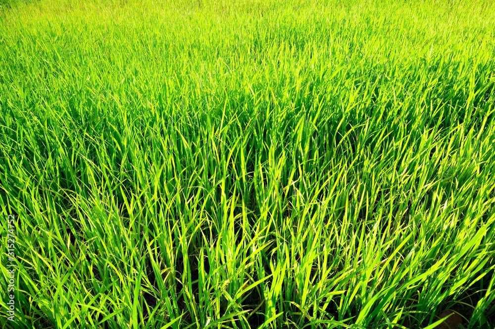 Paddy fields began to complete after planting. Paddy fields began to complete after planting.