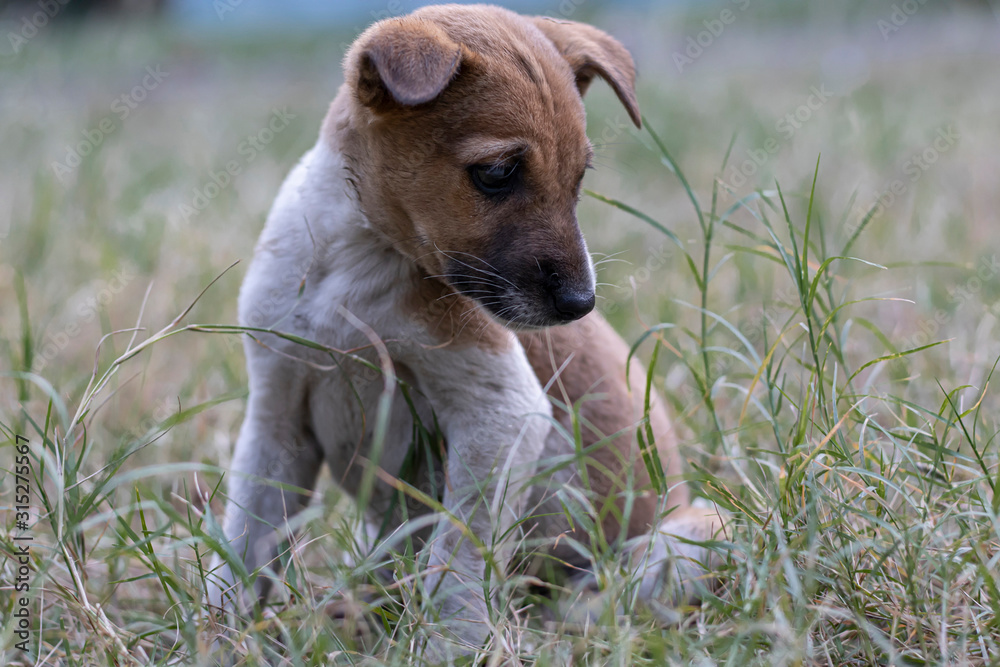 an innocent cute street puppy sitting on grass