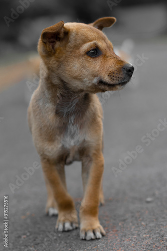 street puppy walking