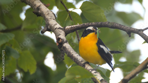 Yellow-rumped flycatcher (Ficedula zanthopygia) - Khingan nature reserve photo