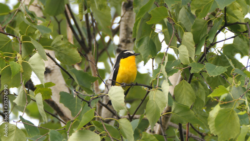 Yellow-rumped flycatcher (Ficedula zanthopygia) - Khingan nature reserve