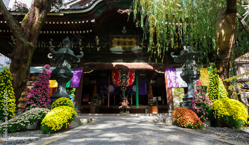京都　六角堂と菊の花