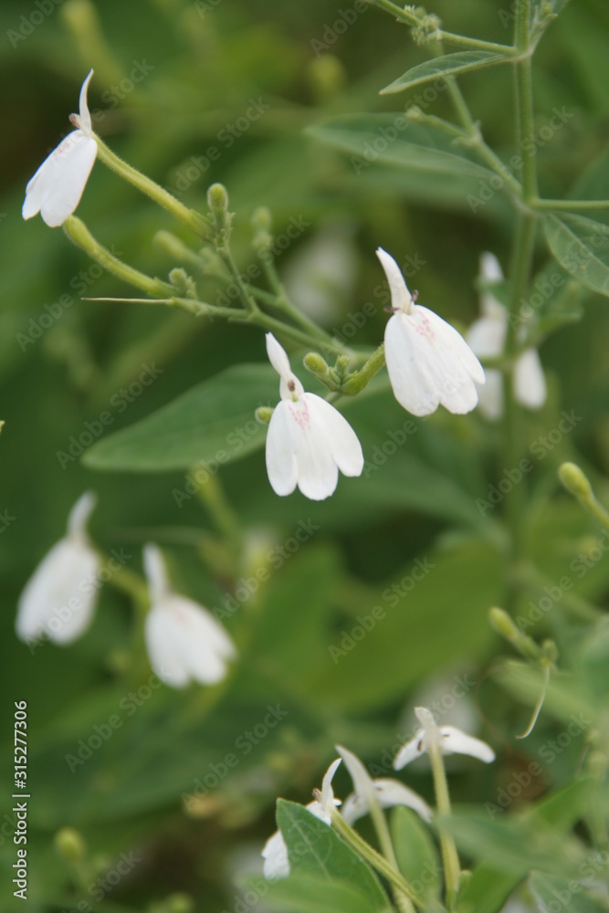 Flowers of white crane flower and green leaves background. Flowers of white crane flower and green leaves background.