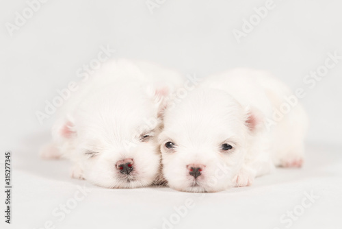 Close-up of a Newborn Maltese dog. Beautiful dog color white. baby dog on Furry carpet. Maltese puppy Sleeping on a carpet. Selective focus.