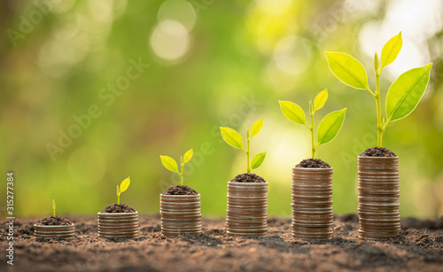 Coin stack with young green sprout on top. Business success, Financial or money growing concept photo