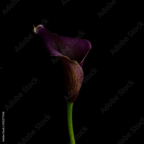 Calla lily, purple, dark background