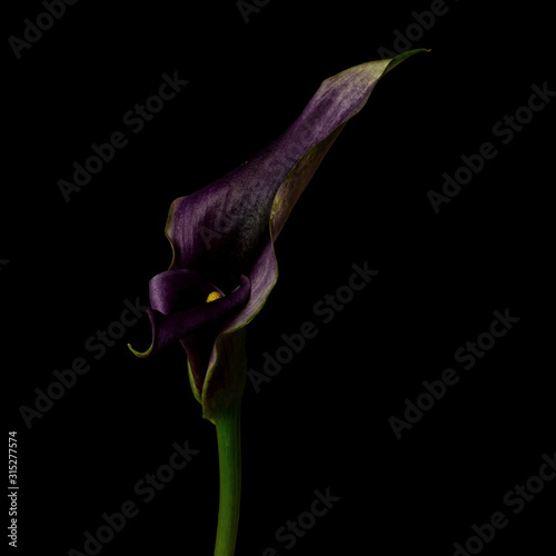 Calla lily, purple, dark background
