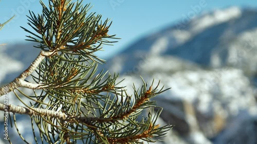 Close up of Coulter pine tree branch photo