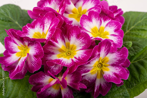 a plant of pink primroses, macro close up © zen76