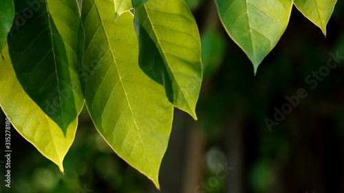  The leaves and the light of the sun in the evening