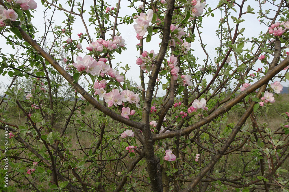 branches of a spring blossoming apple tree against the sky branches of a spring blossoming apple tree against the sky