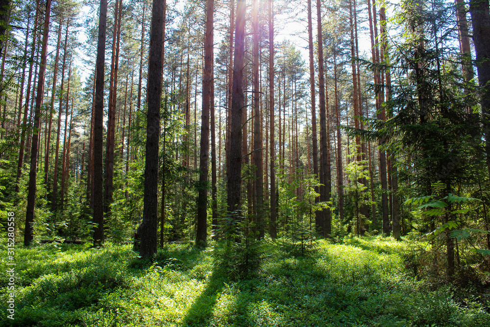 Fototapeta premium malowniczy poranek w lesie latem
