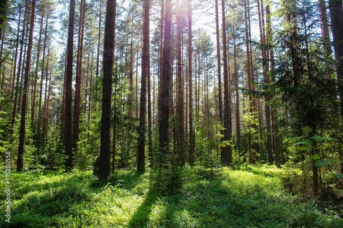 Fototapeta Naklejka Na Ścianę i Meble -  picturesque morning in the forest in summer