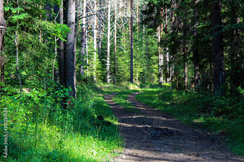 road in the forest in summer 