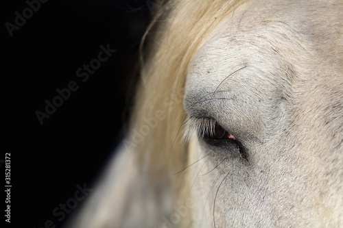 Portrait of white horse head, eye isolated on black background