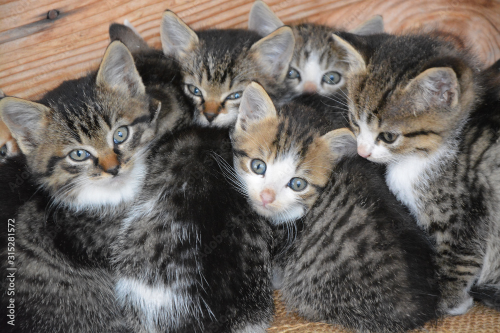 Portrait of a group of cute kittens Portrait of a group of cute kittens