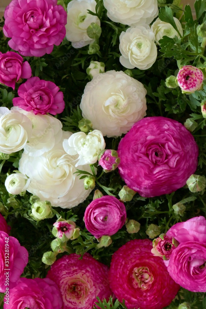 Ranunculus flower background.White and pink flowers close-up background.Tender  floral background. Fresh Bright ranunculus with buds.Top view floral pattern