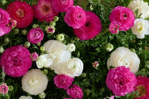 Ranunculus flower background.White and pink flowers close-up background. spring floral background. Fresh Bright ranunculus with buds.Top view floral pattern