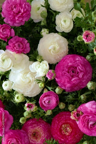 Ranunculus flower background.White and pink flowers close-up background.Tender  floral background. Fresh Bright ranunculus with buds.Top view floral pattern