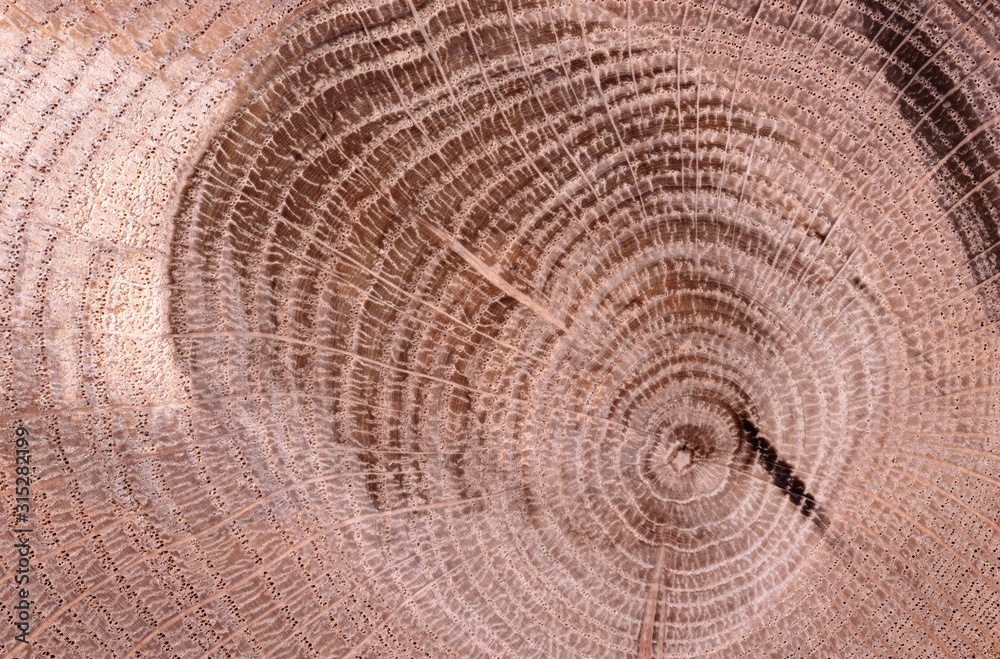 Naklejka premium Irregular shape wood slab with bark and tree growth rings