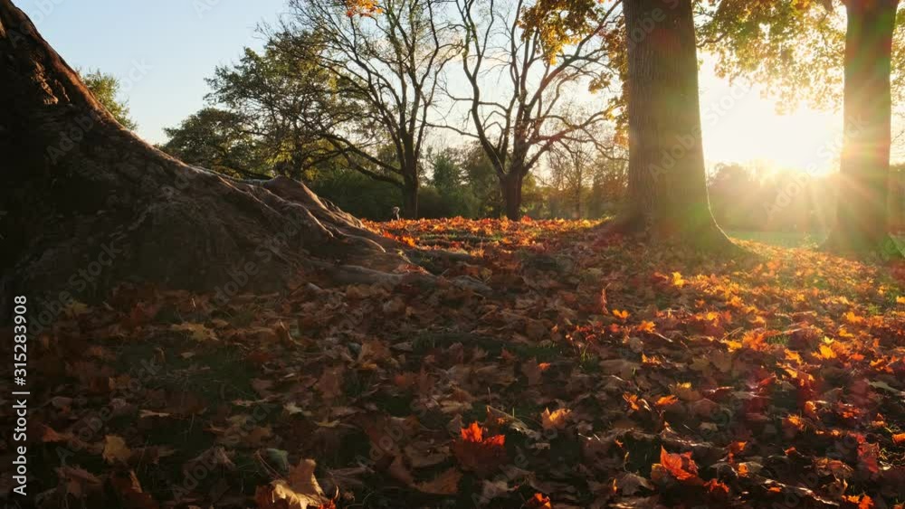 Golden autumn fall October in famous Munich relax place - Englishgarten. English garden with fallen leaves. Munchen, Bavaria, Germany