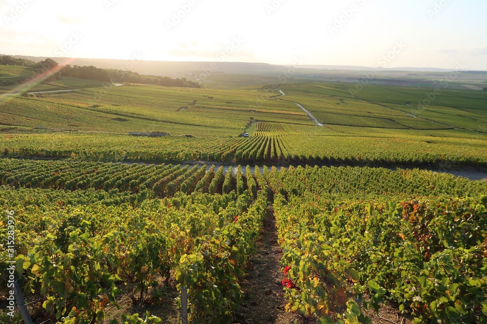 Panorama sur le vignoble champenois de la montagne de Reims, à Verzenay, en Champagne Ardenne (France)