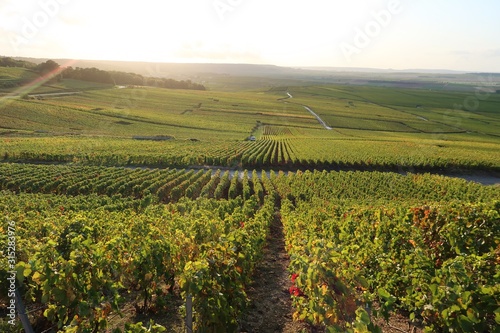 Foto Panorama sur le vignoble champenois de la montagne de Reims, à Verzenay, en Cham