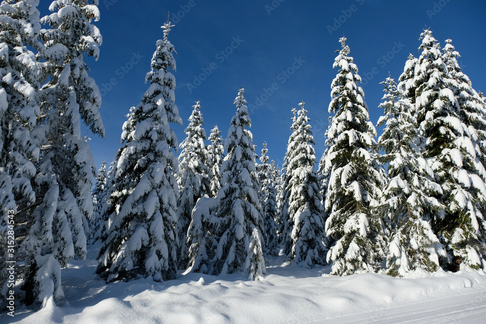 Close up low angle now covered coniferous trees and clear blue sky in a beautiful sunshine day.