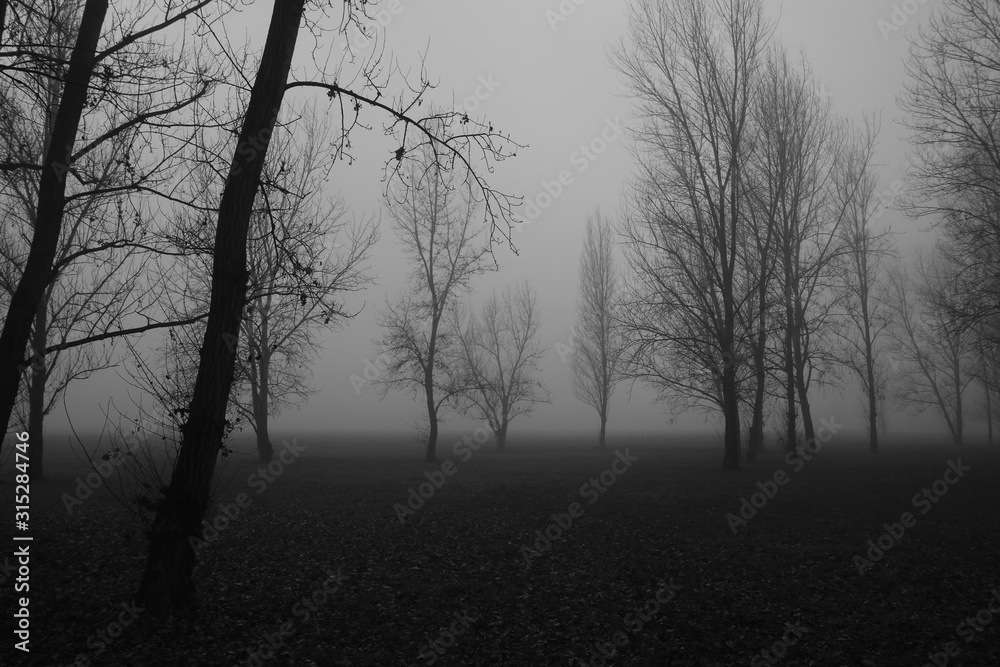 Alberi nella nebbia Alberi nella nebbia