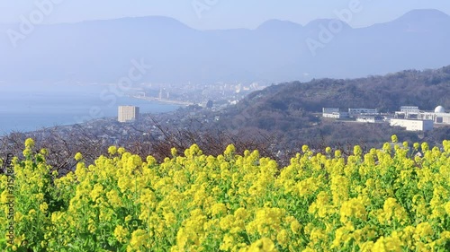 風に揺れる菜の花
