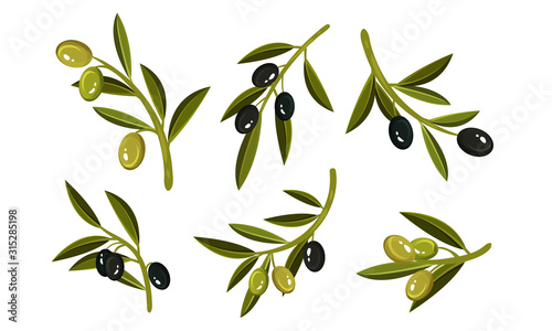 Olives on Branches Vector Set. Eco Ingredient for Salads