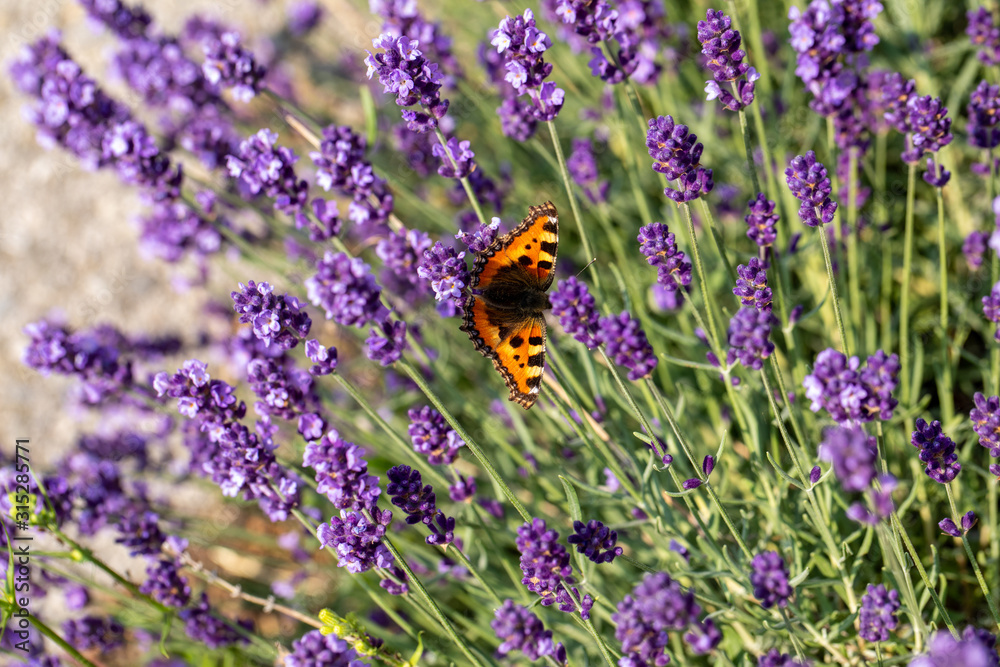 Colorful Butterfly on the blooming lavender flowers Colorful Butterfly on the blooming lavender flowers