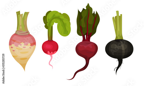 Root Vegetables with Top Leaves and Without Vector Set