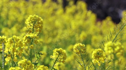 風に揺れる菜の花