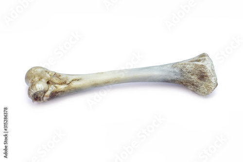 Top view of a chicken bone isolated on white background, skull isolated on white background