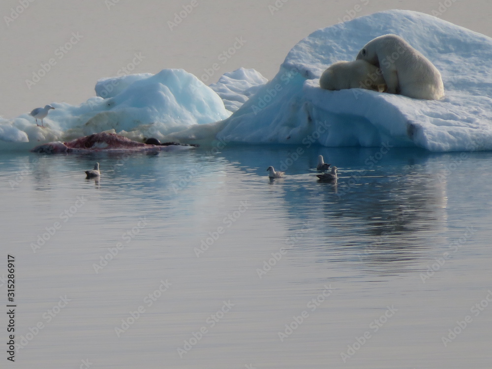 Fototapeta premium Polar Bear at the North Pole