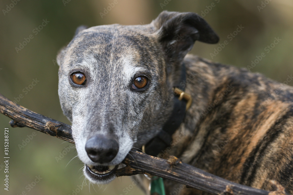 A cute head shot of a magnificent brindle coloured Greyhound, canis lupus familiaris, holding a stick in its mouth. A cute head shot of a magnificent brindle coloured Greyhound, canis lupus familiaris, holding a stick in its mouth.