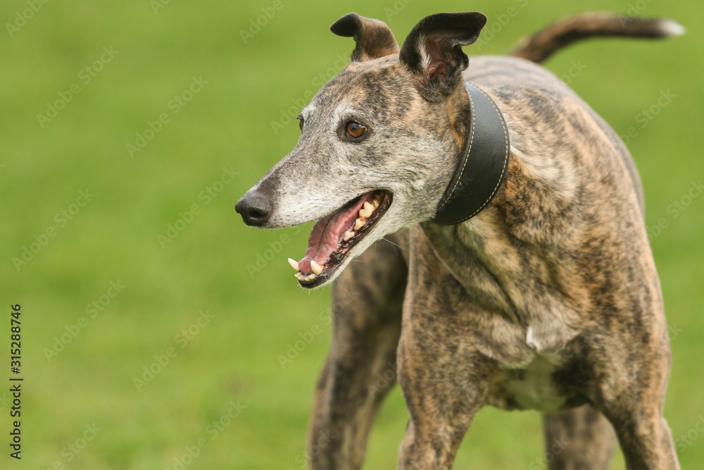 A magnificent brindle coloured Greyhound, canis lupus familiaris, playing in a field.
