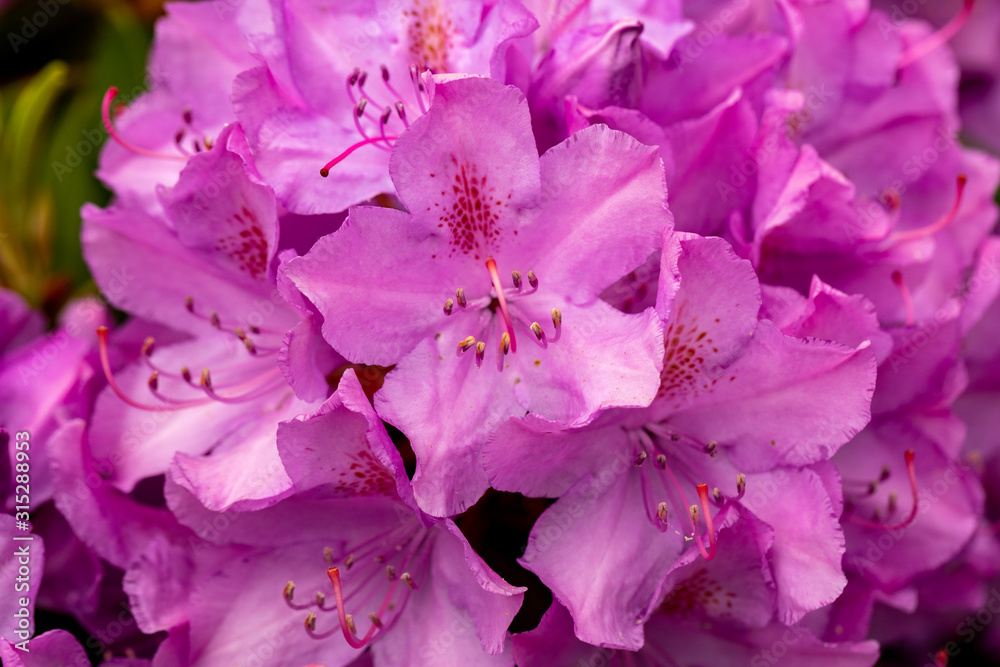 Blooming pink flowers of Rhodenron. A great decoration for any garden Blooming pink flowers of Rhodenron. A great decoration for any garden