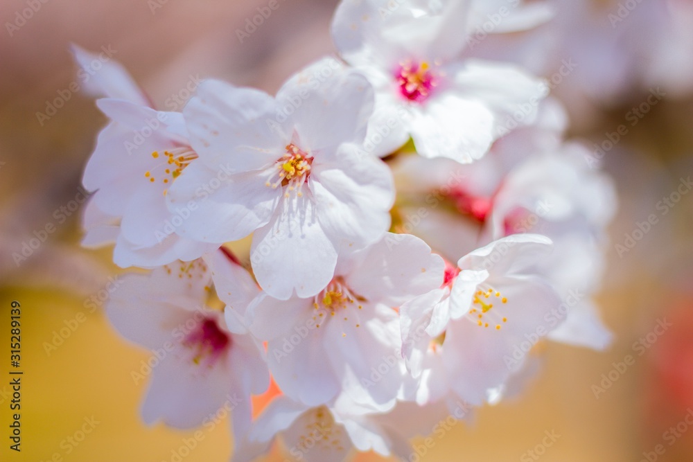 桜 桜