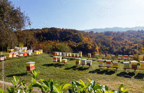 A row of bee hives in a field in mountains Montenegro. Bee keeping. Rural landscape with beehives. 