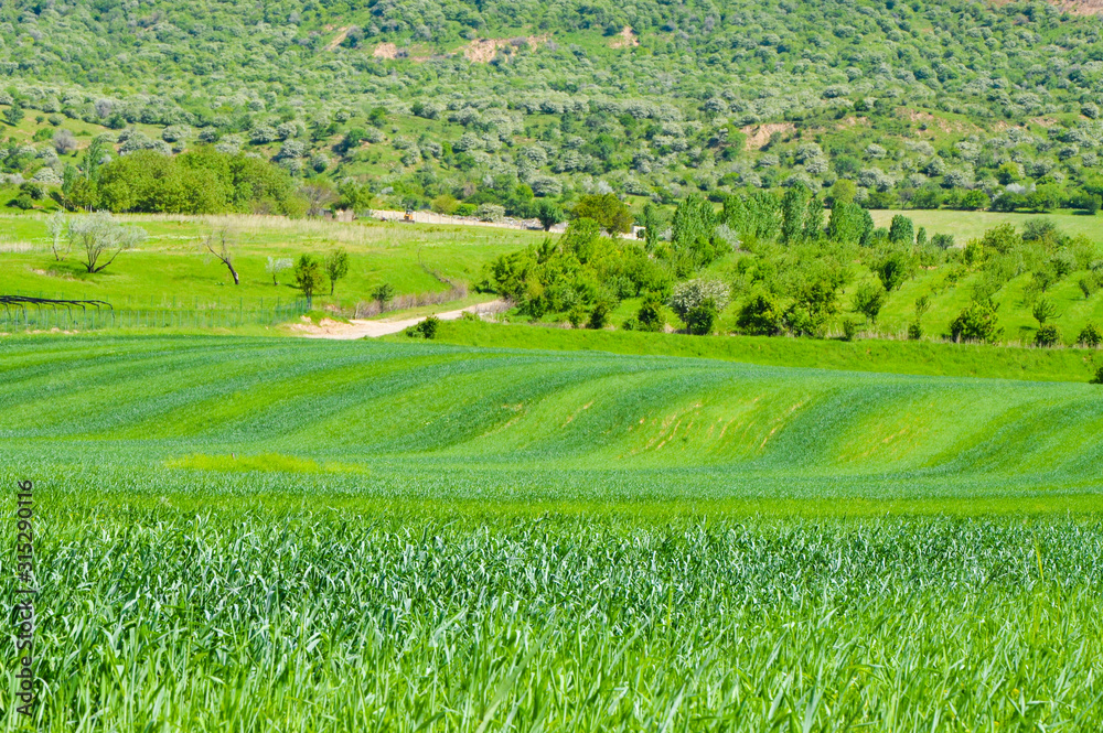 beautiful spring green fields and meadows, and blue sky, growing wheat