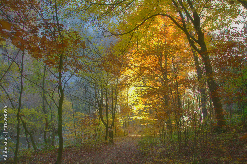 Autumn lights in the woods